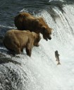 Bears&salmon-AndrewBCooper1.JPG
