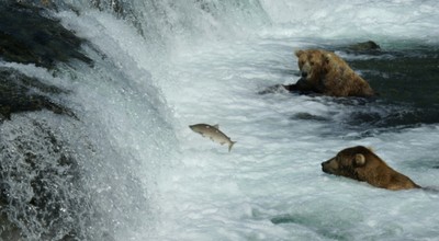 Bears&salmon-AndrewBCooper2.JPG