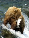 Bears&salmon-AndrewBCooper4.JPG