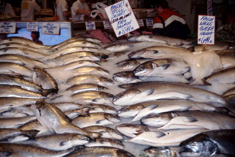 salmon in the market.JPG